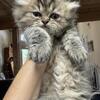 Persian kittens 