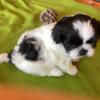 Shih Tzu, Imperial male puppy CKC toy size, update in everything and ready to go right now