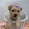 MINI POODLE FEMALE FOR SALE