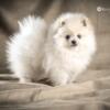 High Quality White Pomeranian Male Puppy