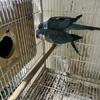 Quaker Ringneck Conure Parrots