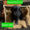 Black Labrador