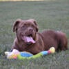 Chocolate olde English bulldogge