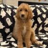 F1 Standard Goldendoodle Puppies