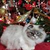 Scottish Fold Kittens