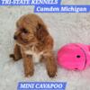 Toy cavapoos,  TRI-STATE KENNELS 