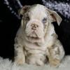 AKC English Bulldog Puppies Super Nice