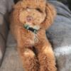 AKC/CKC Genetic & OFA Mini Poodle STUD ONLY