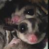 Baby White Face Sugar Glider