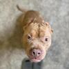 ABKC Registered Pocket American Bully Male – DAX Bloodline – 2 Years Old – Georgia