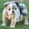 Fluffy English Bulldog Female