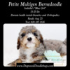 Petite Multigen Bernedoodles