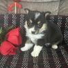 AKC Pembroke Welsh Corgis