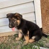 German Shepard Puppy For Sale