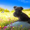 Miniature Schnauzer puppies available