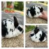 Mini Rex babies pedigree