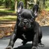 Gorgeous and small French bulldog puppy