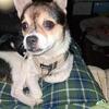 Pomeranian Chihuahua mix