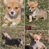 AKC Female Corgi Puppies - Ready Now - Reduced Price