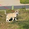 Female Alaskan malamute