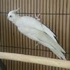 Cockatiels