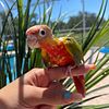 Green Cheek Conures