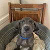 Weimaraner puppies Wisconsin