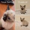 8 WEEKS OLD SEAL POINT SIAMESE FEMALE KITTY