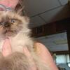 Beautiful Ragdoll Kitten seeking furever home