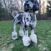 AKC Merle Poodle *Stud Only*