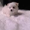 NewLitter Pom babies