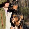 European Doberman pinchere