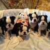 AKC Boston Terrier Puppies