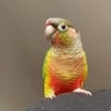 Breeder Pair Of Green Cheek Conure Male & Pine Apple Conure female is Available