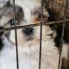 CKC Shihtzu puppies Looking for furever Home