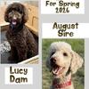 F2b Goldendoodles