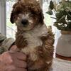 Goldendoodle Puppies