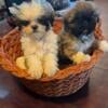 SHIHTZU Puppy- Purebred