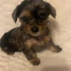 Merle maltipoo male available