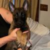 Belgian Malinois puppies for sale