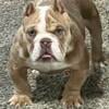 American Bullies Great price