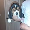 Basset hound puppy