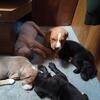 Boweimar Puppies -Boxer/Weimneriner mix