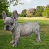 Platinum Merle French Bulldog (Fluffy Carrier) Stud