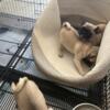 Adorable fawn pug puppies ready to go!