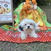 Shih Poo