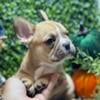 Male French Bulldog CKC