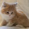 Beautiful Red Maine Coon Kitten