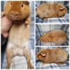 Male Teddy Guinea Pig