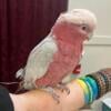 Rose Breasted Cockatoo / Galah Cockatoo